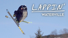 STE-TV – Lappin’: Waterville