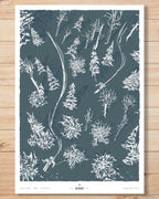 Limited Edition Print - Powderbird