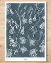 Limited Edition Print - Powderbird