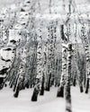 Ultra R.A.D. Headwear - Birch